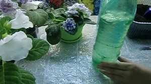 ?Удобрение для Глоксиний и других цветов. Хорошо действует? ?