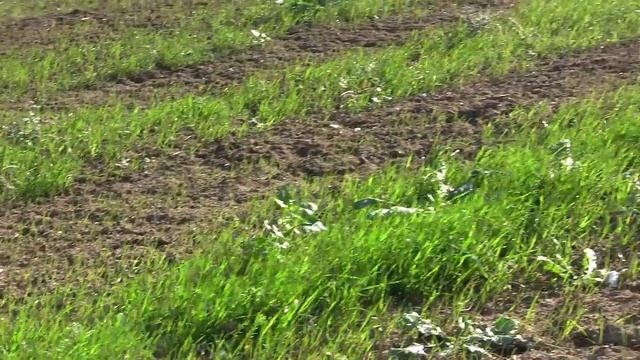 Гидропосев эстакада Керчь.Настоящая травка-не бурьян.Но совсм мало..