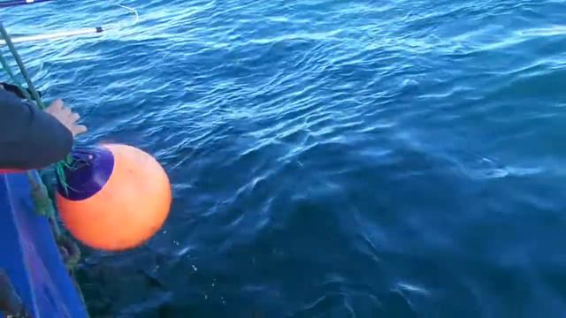 Палтус 90 кг, Баренцево море.