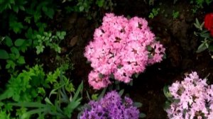 Рододендроны и азалия в саду на востоке Подмосковья