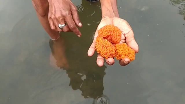 Telur ikan, sapu sapu, ternyata umpan gacor, untuk Galatama lele #galatamalele смотреть онлайн