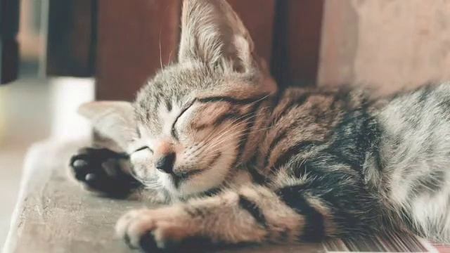 Быстрый расслабляющий сон за 15 минут! Мурлыканье кошки позволит вам быстро уснуть и расслабиться!