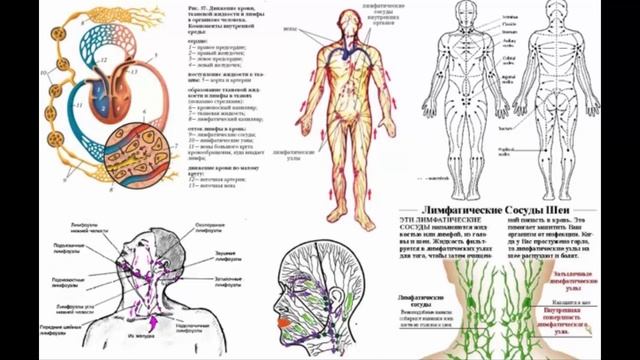 Лечебные свойства пищевой соды. Лимфатическая система смотреть онлайн