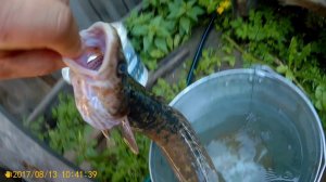 Мега свекла, подработки, поймал налима.