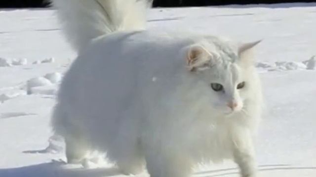 Музыка 0 класс 33 урок смотреть онлайн