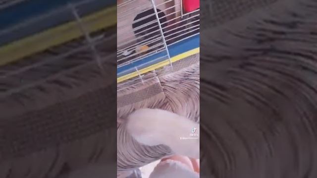 сиамский крыс Люцы смотреть онлайн