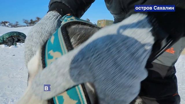 САМАЯ ПОЛЕЗНАЯ ПОРОДА СОБАК: почему на Сахалине их так ценят? смотреть онлайн