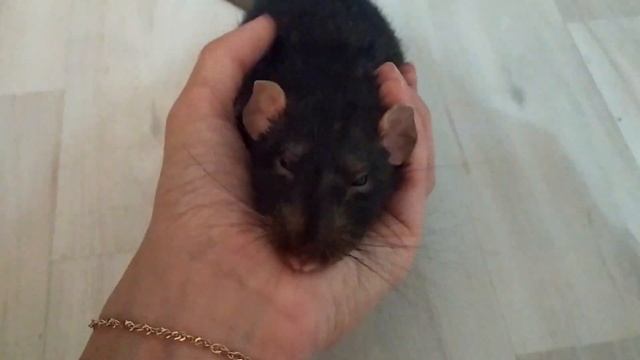 ГАМАВИТ ПОЛЬЗА ИЛИ ВРЕД