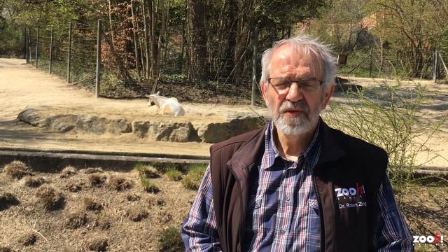 Zoo-Geschichten von Robert Zingg: Arabische Oryx смотреть онлайн