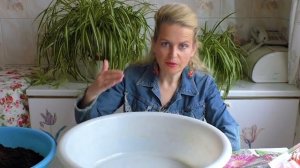 Георгины  Как заставить цвести георгины в начале лета. Супер способ. Подращивание георгинов.