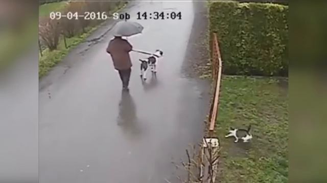 Когда не зассал и заступился! Версия животных смотреть онлайн