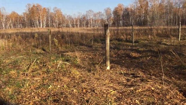 Освоение новых земель под пасеку смотреть онлайн