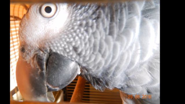 Попугай Жако Проша жжет опять! 2 часть! смотреть онлайн