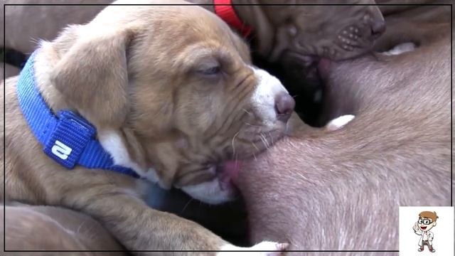 ЩЕНКИ ПИТБУЛЯ 2018 смотреть онлайн