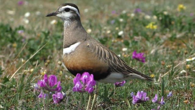 Хрустан. Dotterel. Eudromias morinellus смотреть онлайн