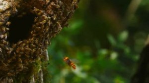 ШЕРШЕНЬ В ДЕЛЕ! Версус / ШЕРШЕНЬ против Мыши, Богомола, Скорпиона