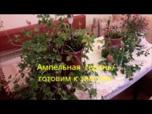 Ампельная пеларгония (герань) осенью/Готовим к зимовке/ 30 октября