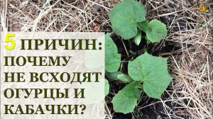 5 ПРИЧИН почему не всходят огурцы и кабачки?!