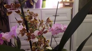 Орхидея Джангл Монарх.Цветение?Положительное влияние фитоламп?.