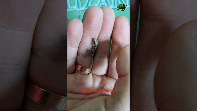 Маленький Траурный Геккон #shorts смотреть онлайн