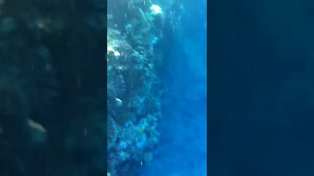 Sharm Al Sheikh. Egypt. Страшная красота Красного моря. смотреть онлайн