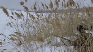 Голова в облаках