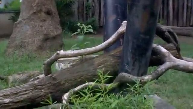 White tiger смотреть онлайн