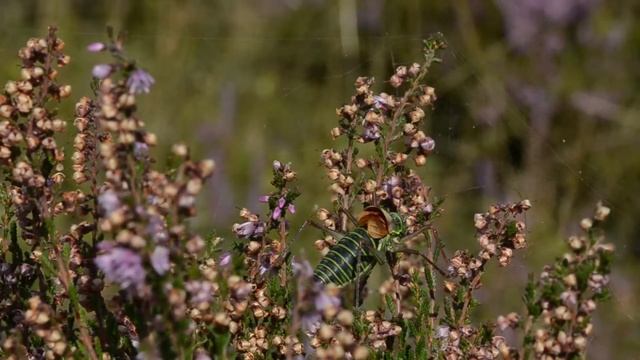 Zadelsprinkhaan Ephippiger diurnus diurnus, roepzang смотреть онлайн