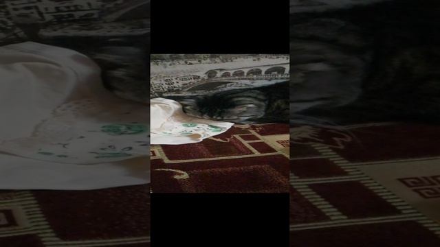 Котик фитишист