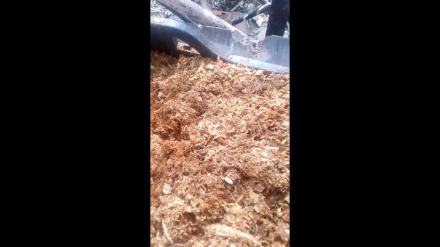 Зимняя прививка ВИШНИ, ЧЕРЕШНИ И ГРУШИ продолжение смотреть онлайн