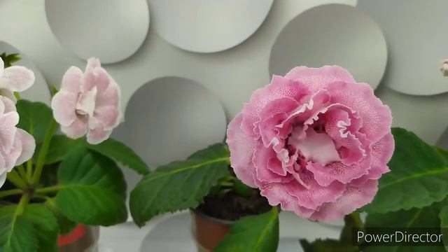 ЦВЕТОНОС ГЛОКСИНИИ 20 СМ ,СОРТА ТАКИЕ ,НО РАСТЕТ И ЦВЕТЕТ. смотреть онлайн