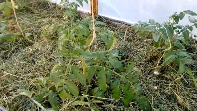 Помидоры с мощной корневой системой в особом парнике #4 смотреть онлайн