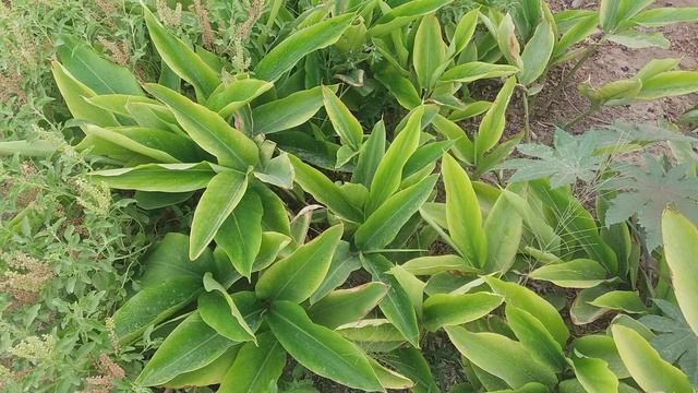 Shell Ginger plant (alpinia zerumbet)Not cardamom plants смотреть онлайн