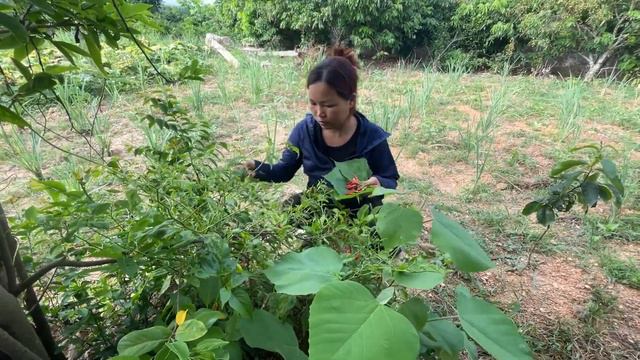 Harvesting Mango Fruit And Selling It To The Market - Gardening | - Hoang Thi Noong