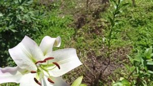 12 сортов лилий ОТ-ГИБРИДОВ.