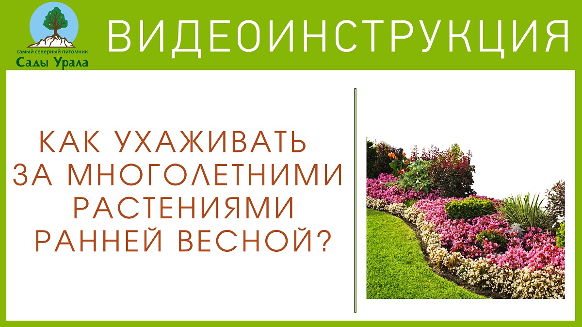 Как ухаживать за многолетними растениями весной? смотреть онлайн