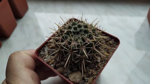 Коллекция кактусов. Обзор...