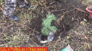 Как посадить сосну чтоб она прижилась.Секреты посадки сосны.Время посадки сосны.Сажаем сосну.
