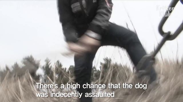 Dog Who Lost An Eyeball Is Still Afraid Of People Approaching Him | Kritter Klub смотреть онлайн