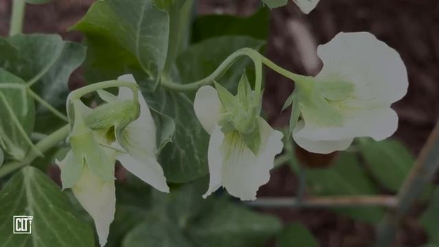 Не можешь уснуть_ Слушай Божье Слово перед сном _ Летнее озеро _ Дождь _ Relaxing смотреть онлайн