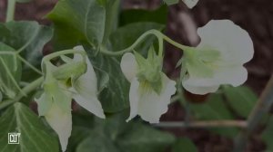 Не можешь уснуть_ Слушай Божье Слово перед сном _ Летнее озеро _ Дождь _ Relaxing