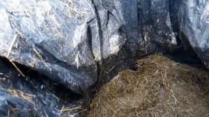 СИЛОС ДЛЯ ОВЕЦ, отличный бесплатный корм на зиму, кросс дорпера??