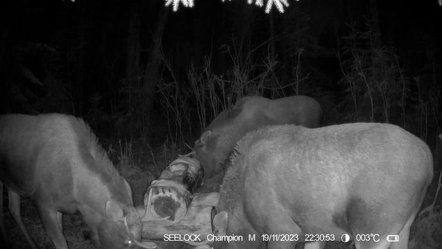Молодые быки разговаривают у солонца №5 \ Фотоловушка SEELOCK S308W #5.3 смотреть онлайн