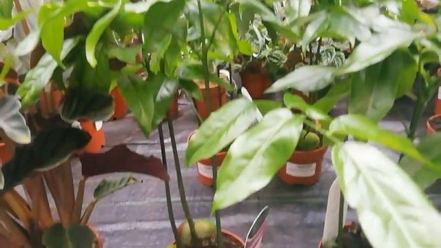 В Калининград пришла весна. Душа требует цветов. смотреть онлайн
