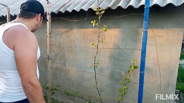 СЕКРЕТ КРУПНОЙ ГРОЗДИ И ХОРОШЕГО УРОЖАЯ ВИНОГРАДА!!! смотреть онлайн