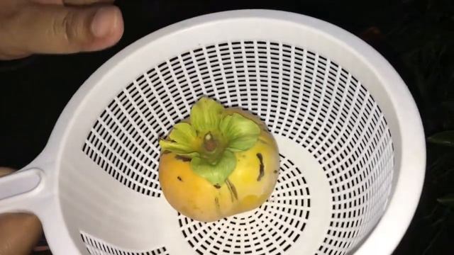 Harvesting Persimmon Fruits смотреть онлайн