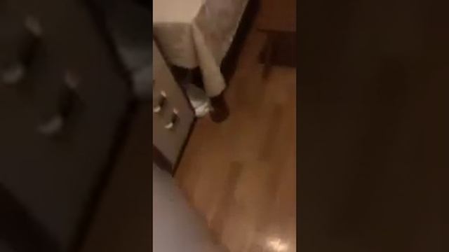 Тест масла Idemitsu Zepro 0w20