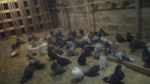 николаевская птица мраморная курской области