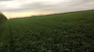 флаговый лист озимой пшеницы по предшественнику кукуруза и горох её состояние на 13 мая 2021