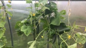 Изумительный сорт огурцов Магдалена. С урожаем до осени!!!